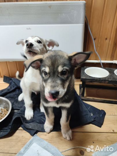 Щенки сибирской хаски мальчики