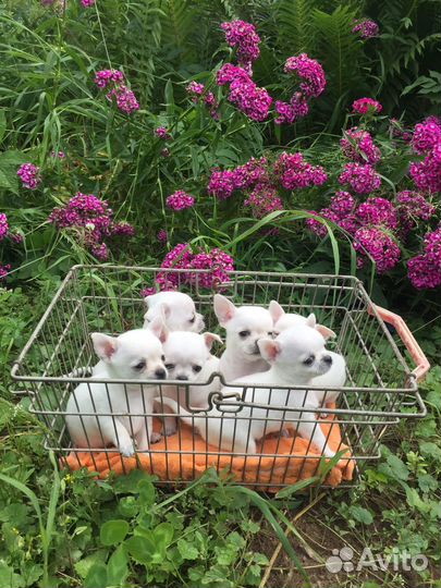 Красивые малыши щенки чихуахуа