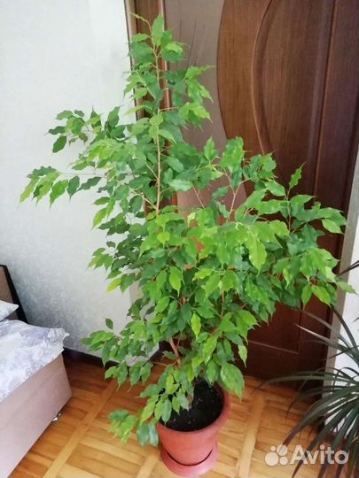 Фикус голден моник