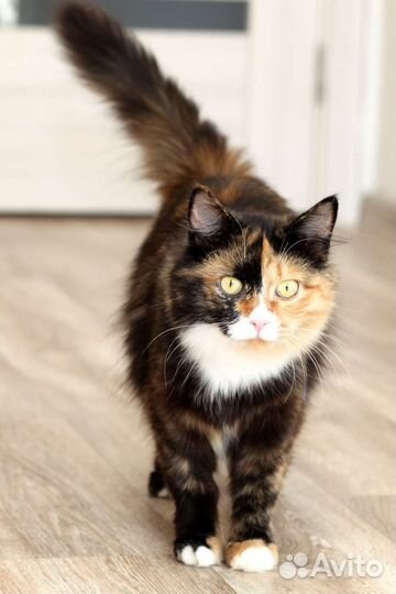 Трехцветная кошка в добрые руки