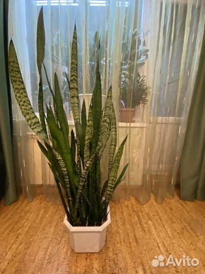 Продам комнатные растения