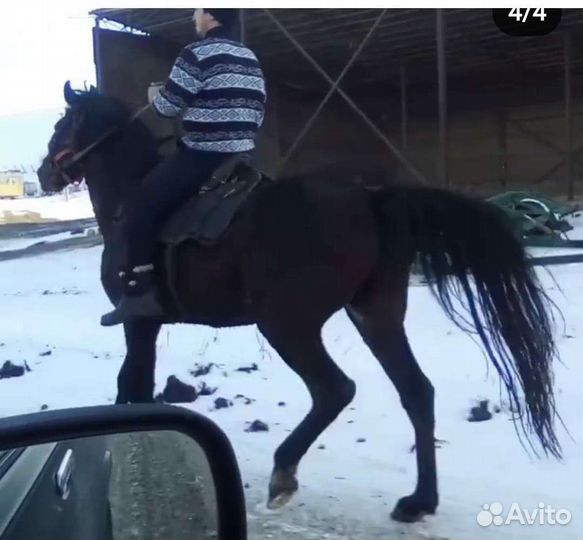 Лошадь жеребец