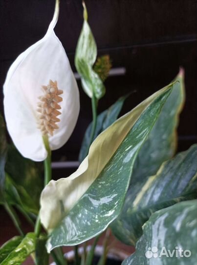 Спатифиллум Домино