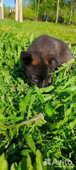 Щенок девочка 1,5 месяца