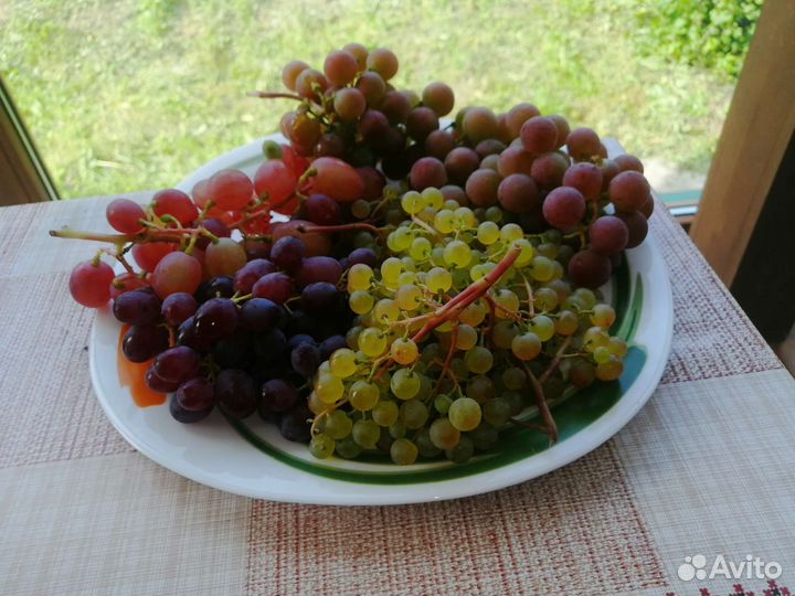 Виноград укорененные саженцы