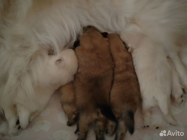 Щенки шпица