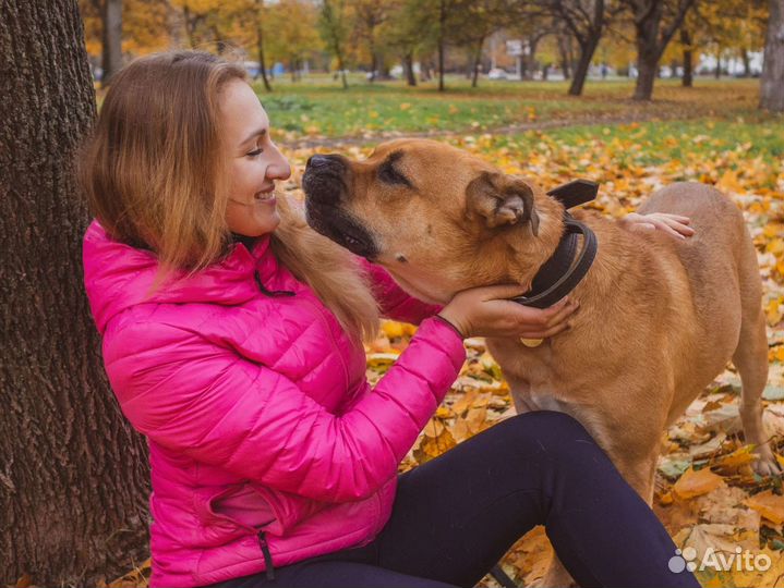 Дрессировка собак кинолог