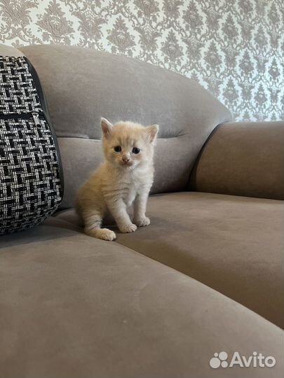 Котята от обычной кошки