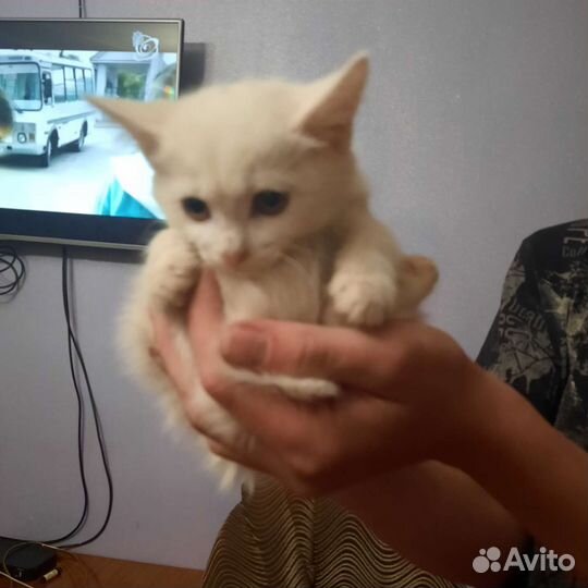 Кошка