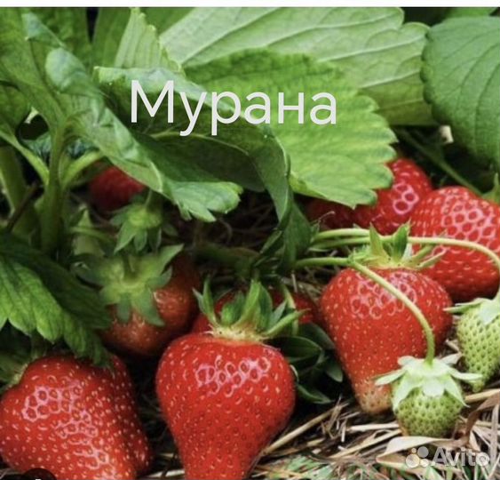 Клубника в кассетах