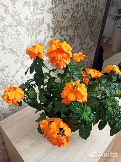 Кроссандра