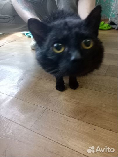 Котик в добрые руки