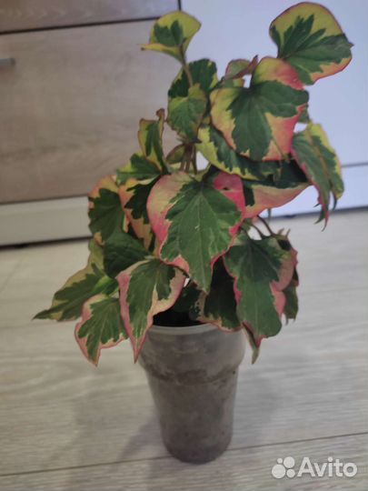 Хауттюйния