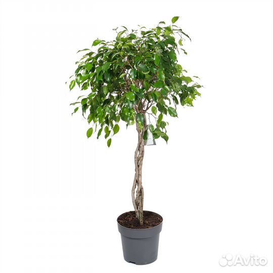 Высокие комнатные растения