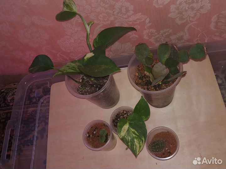 Набор цветов отдам за 350 5 шт