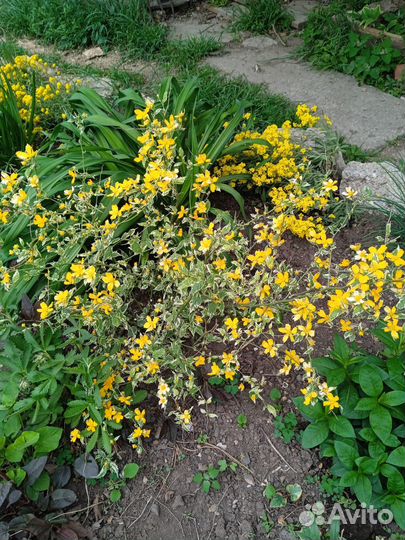 Керрия японская пестролистная