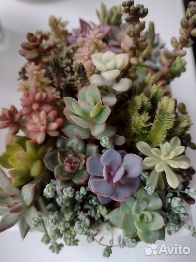 Котиледоны,крассулы, Аихризоны