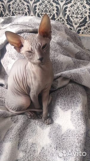 Донской сфинкс