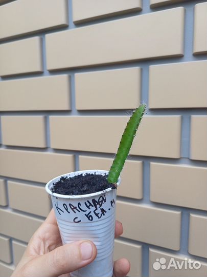 Растение питахайя