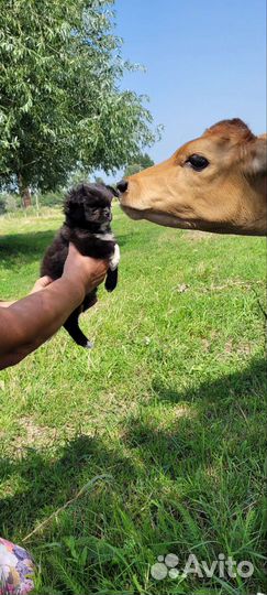 Собаки щенки