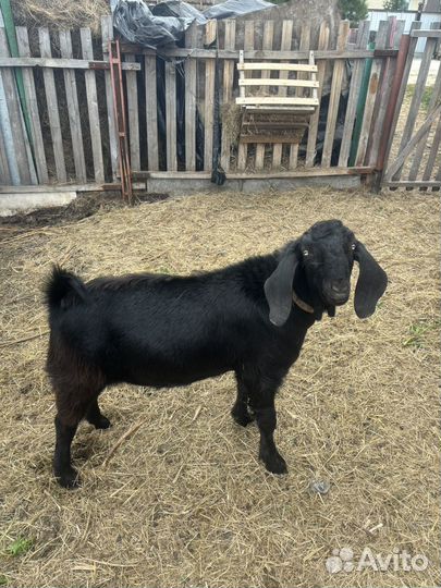 Продам,козла шами-нуб