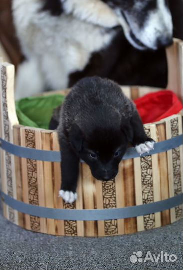 Метисы русской европейской лайки