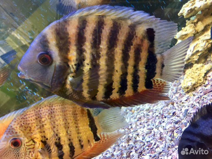 Северум сантарэм