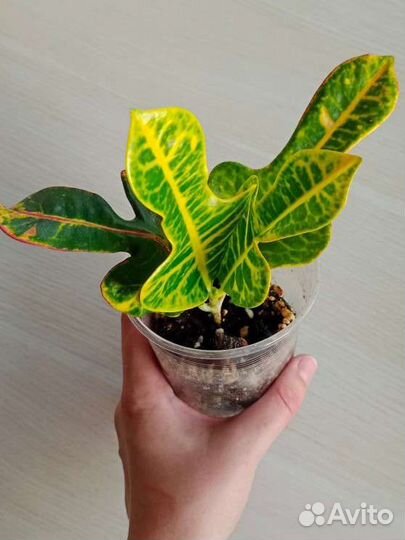 Кодиеум кротон