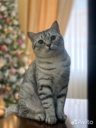 Кот / кошка в аренду (фотосессии, новоселья, игры