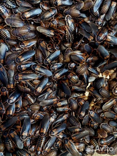 Блаптика, кормовые тараканы, сверчки