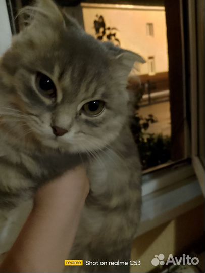 Кошка в дар бесплатно