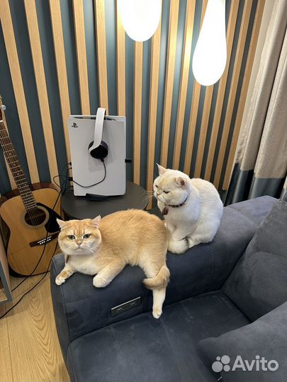 Отдадим в хорошие руки двух кошек