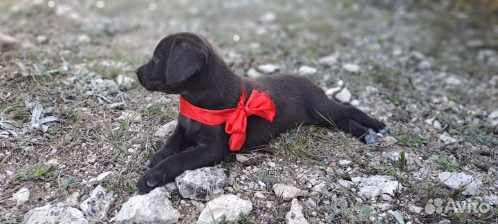 Щенки курцхаара в добрые руки