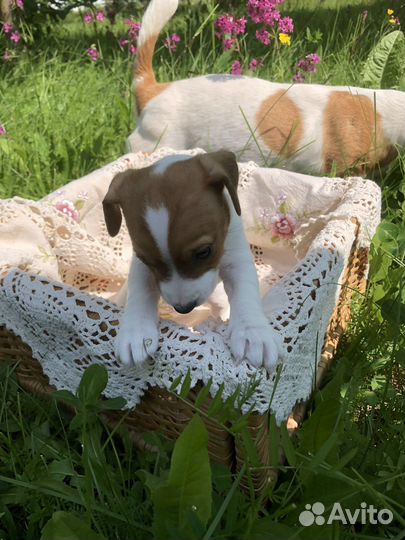 Щенок джек рассел терьер