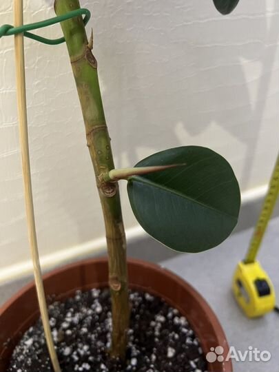 Фикус каучуконосный 2 шт