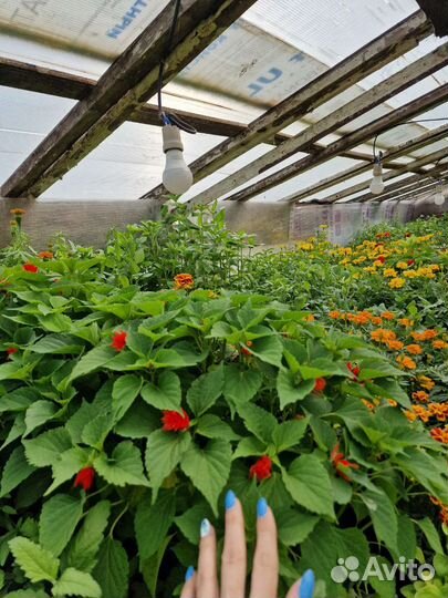 Рассада, семена, зелень, цветы