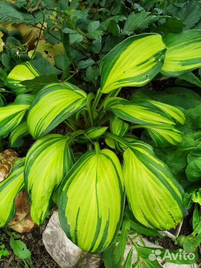 Хосты в ассортименте со своего огорода