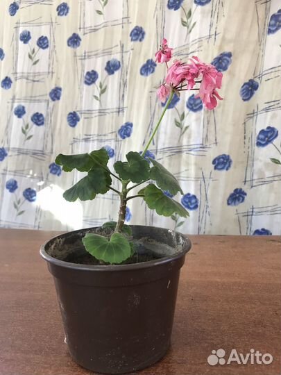 Комнатные цветы, метро Девяткино