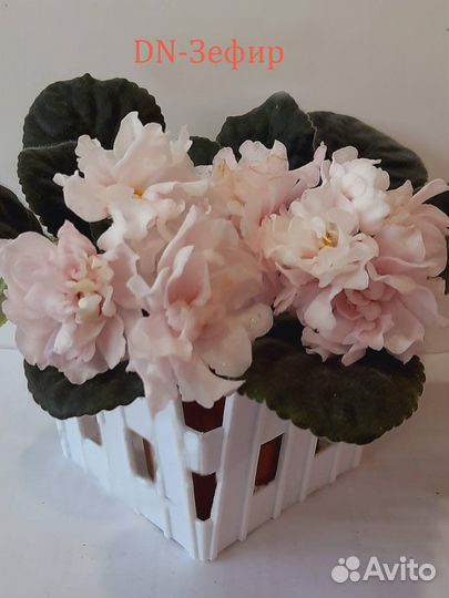 Сортовые фиалки (детки, стартеры, срез)