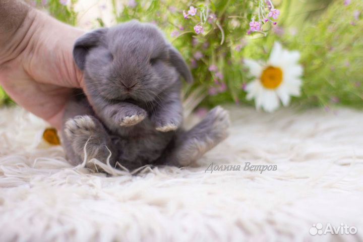 Декоративный кролик вислоухий лиловый мальчик