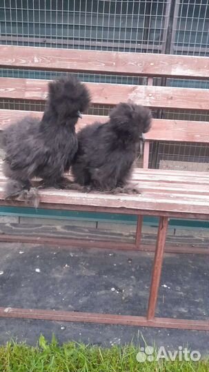 Китайские шелковые куры