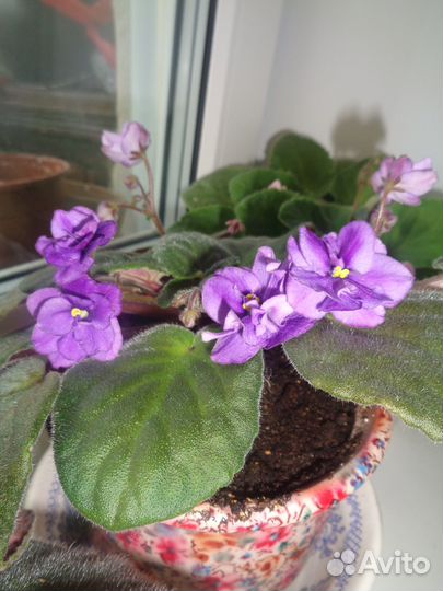 Фиалка фиолетовая цветущая