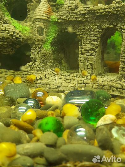 Улитки ампулярии