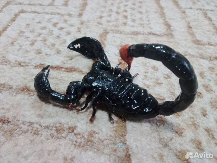 Скорпионы, пауки, змеи из полимерной глины