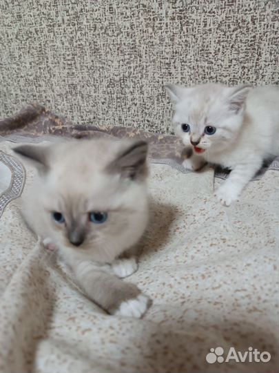 Шотландские котята