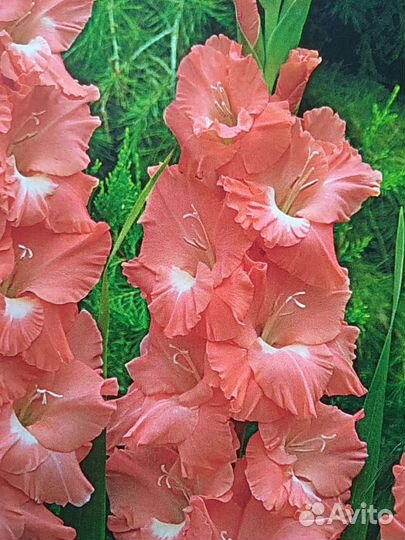 Гладиолус, фрезия, анемона