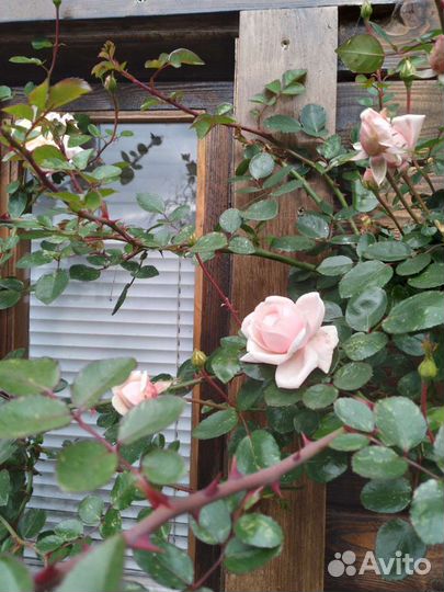 Розаплетистая,нью даун