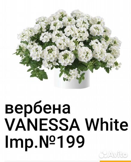 Вербена вегетативная