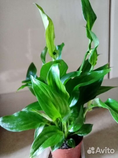 Спатифиллум