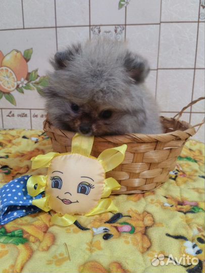 Померанский шпиц мини